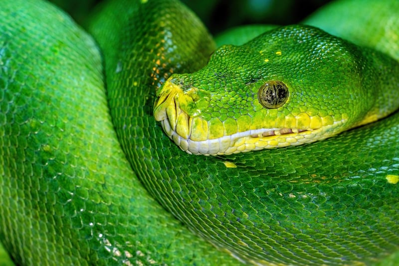 Majestic Serpents