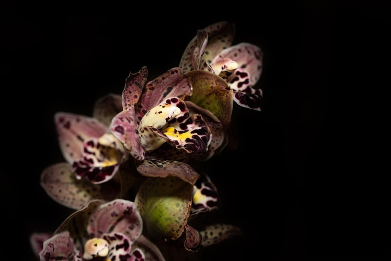 Orchid