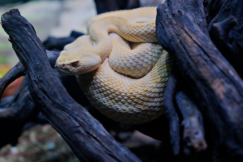 Serpent in the garden